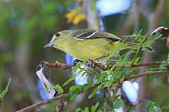 Mangrove Vireo